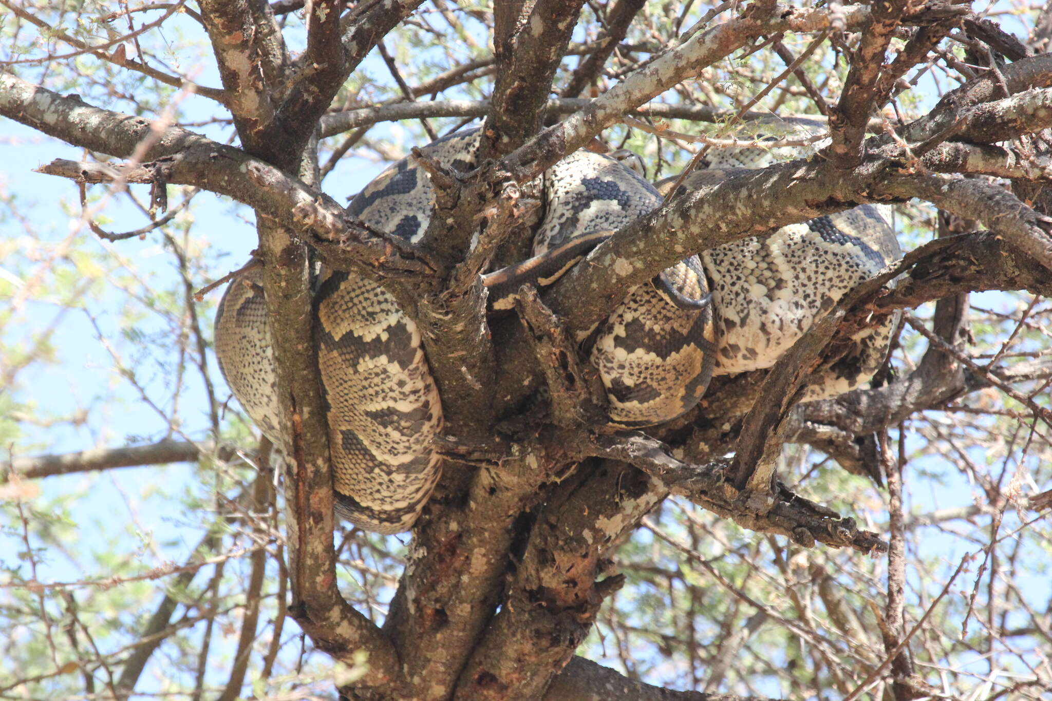 Image of African rock python