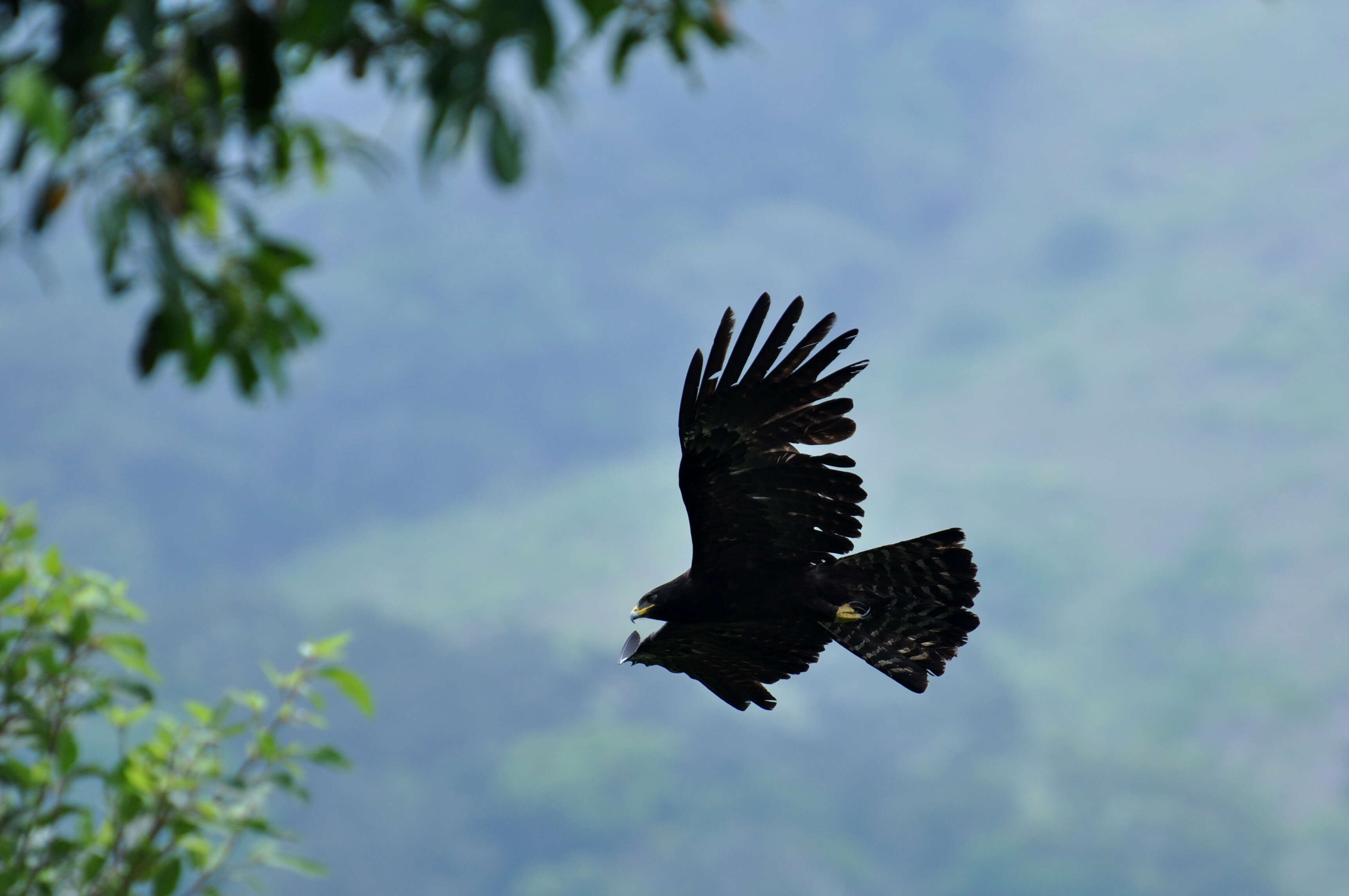 Image of Black Eagle