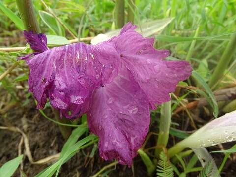 Image of Mauve ginger