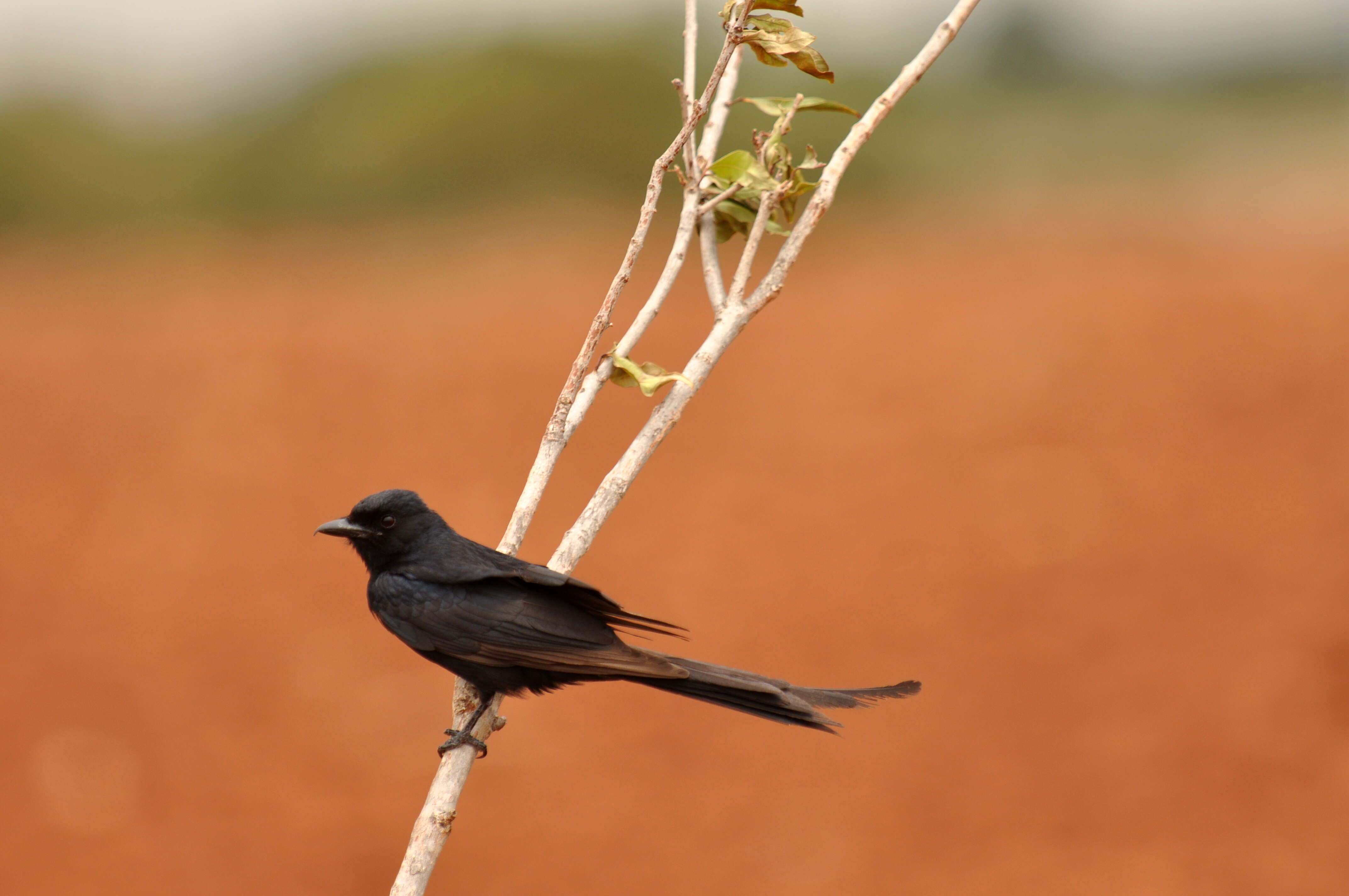 Image of Black Drongo