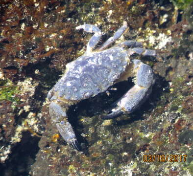 Image of Leptodius sanguineus (H. Milne Edwards 1834)