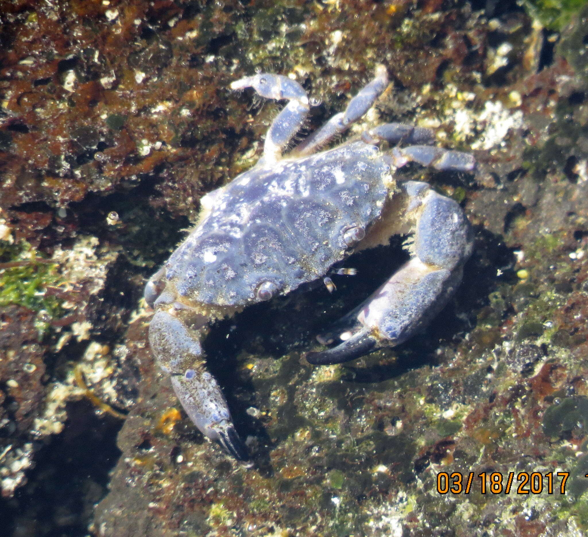 Sivun Leptodius sanguineus (H. Milne Edwards 1834) kuva