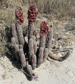 Image of Ceropegia currorii subsp. lugardii (N. E. Br.) Bruyns & Bruyns