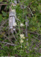 Plancia ëd Clematis drummondii Torr. & Gray