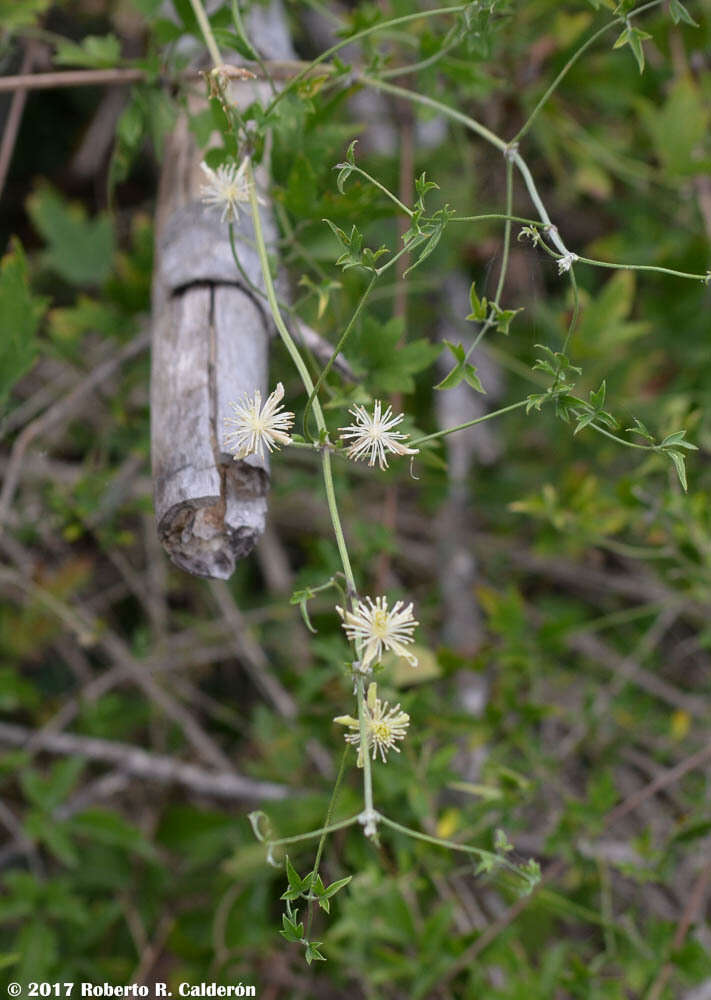 Plancia ëd Clematis drummondii Torr. & Gray