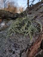 صورة Ramalina fraxinea (L.) Ach.