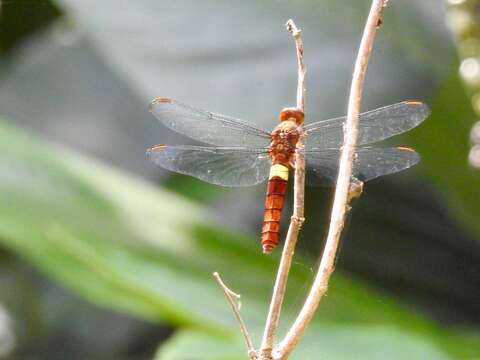 Image of Hadrothemis coacta (Karsch 1891)