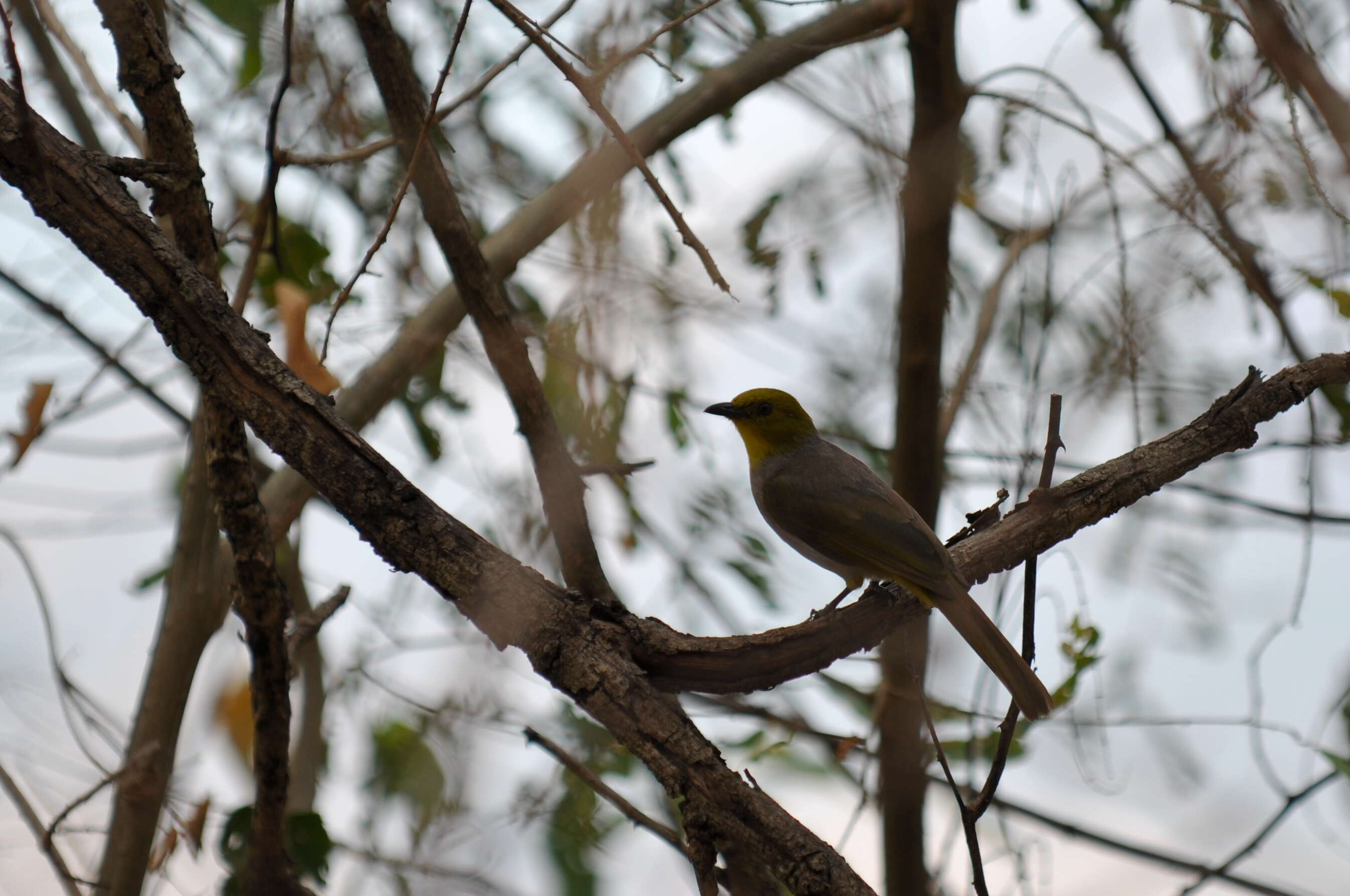 Image of Yellow-throated Bulbul