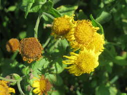 Image of common fleabane