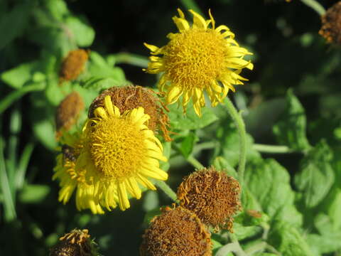 Image of common fleabane