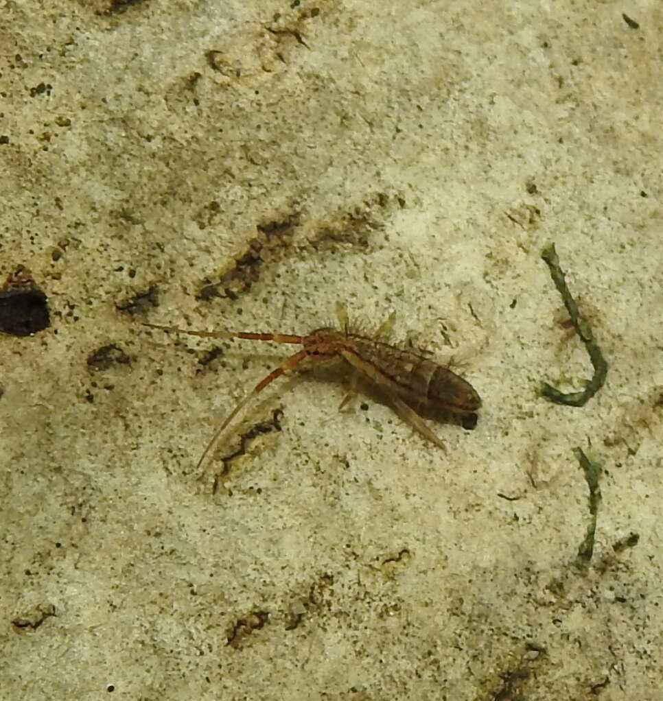 Image of hairy ground springtail