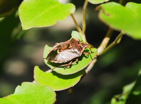 Image of Cermatulus nasalis nasalis (Westwood 1837)