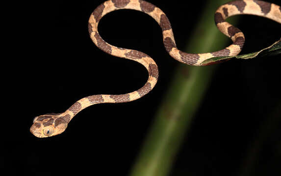 Image of Amazon Basin Tree Snake