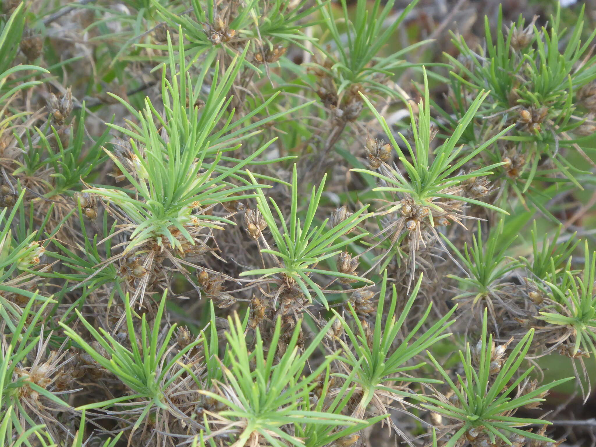 Plantago arborescens Poir. resmi