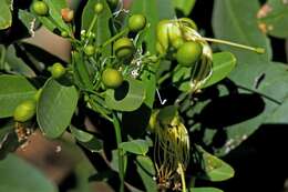 Image of Anisocapparis speciosa (Griseb.) Cornejo & Iltis