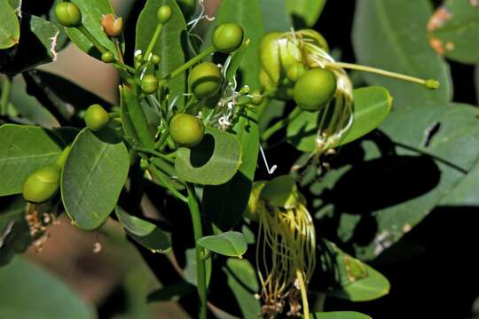 Image of Anisocapparis Cornejo & Iltis 2008