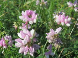 Image of crown vetch