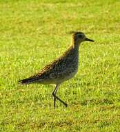Image of Pacific Golden Plover