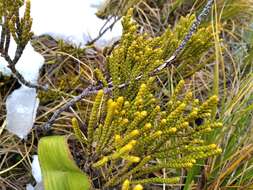 Image of Veronica hectorii subsp. hectorii