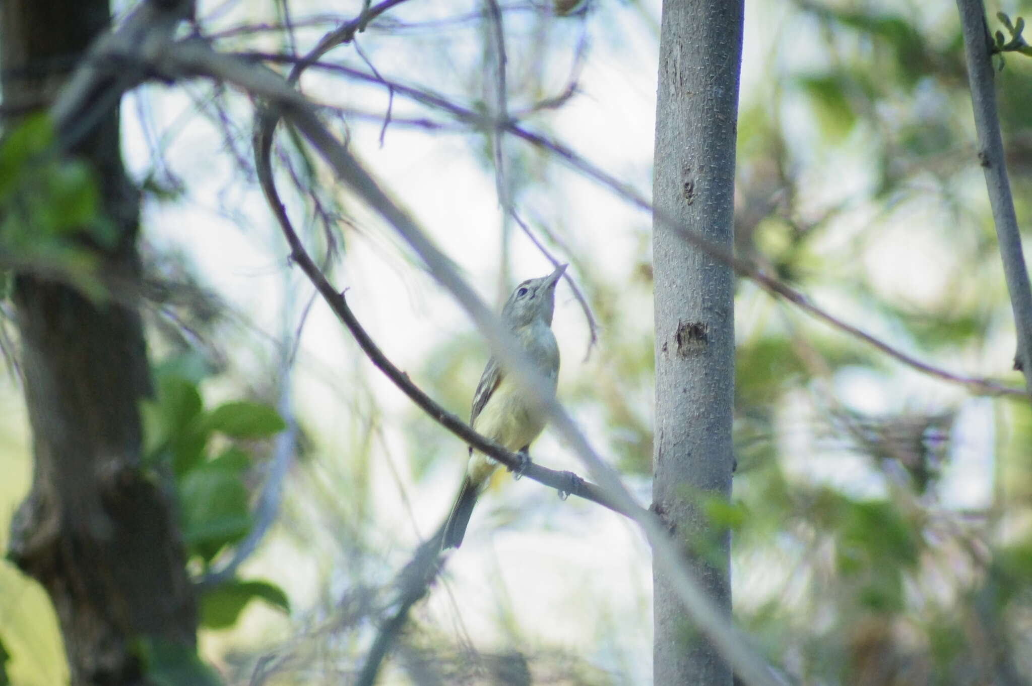 Image of Bell's Vireo