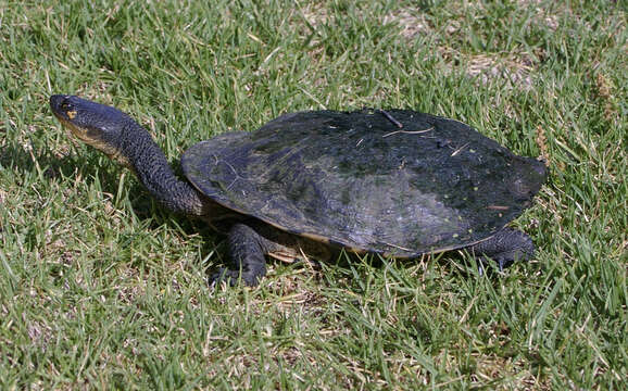 Sivun Chelodina longicollis (Shaw 1794) kuva