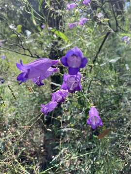 Image of Sonoran beardtongue