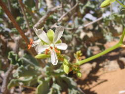 Image of Pelargonium klinghardtense Knuth