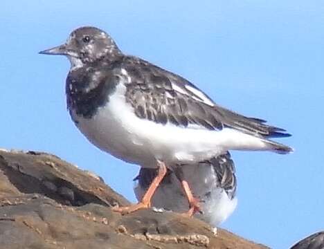 Image of Ruddy Turnstone