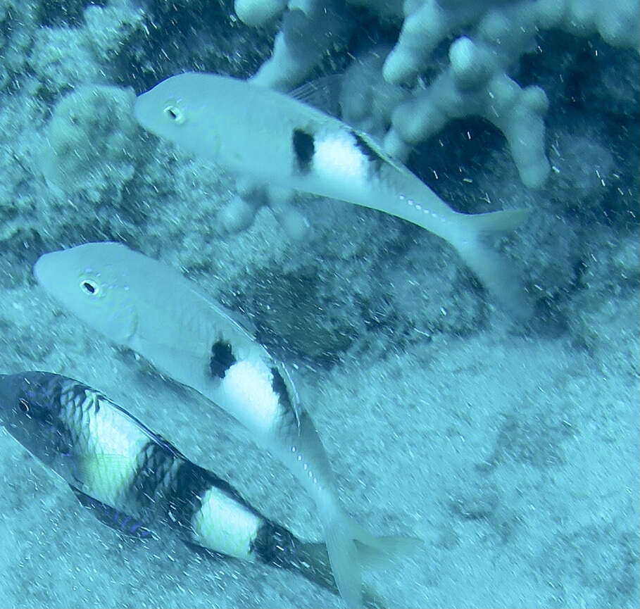 Image of Sidespot goatfish