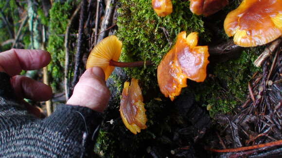 Plancia ëd Xeromphalina tenuipes (Schwein.) A. H. Sm. 1953