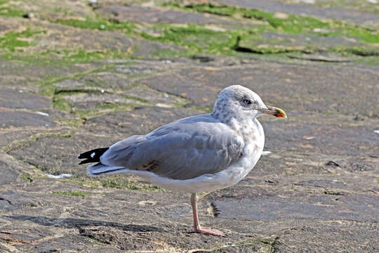 Image of European Herring Gull