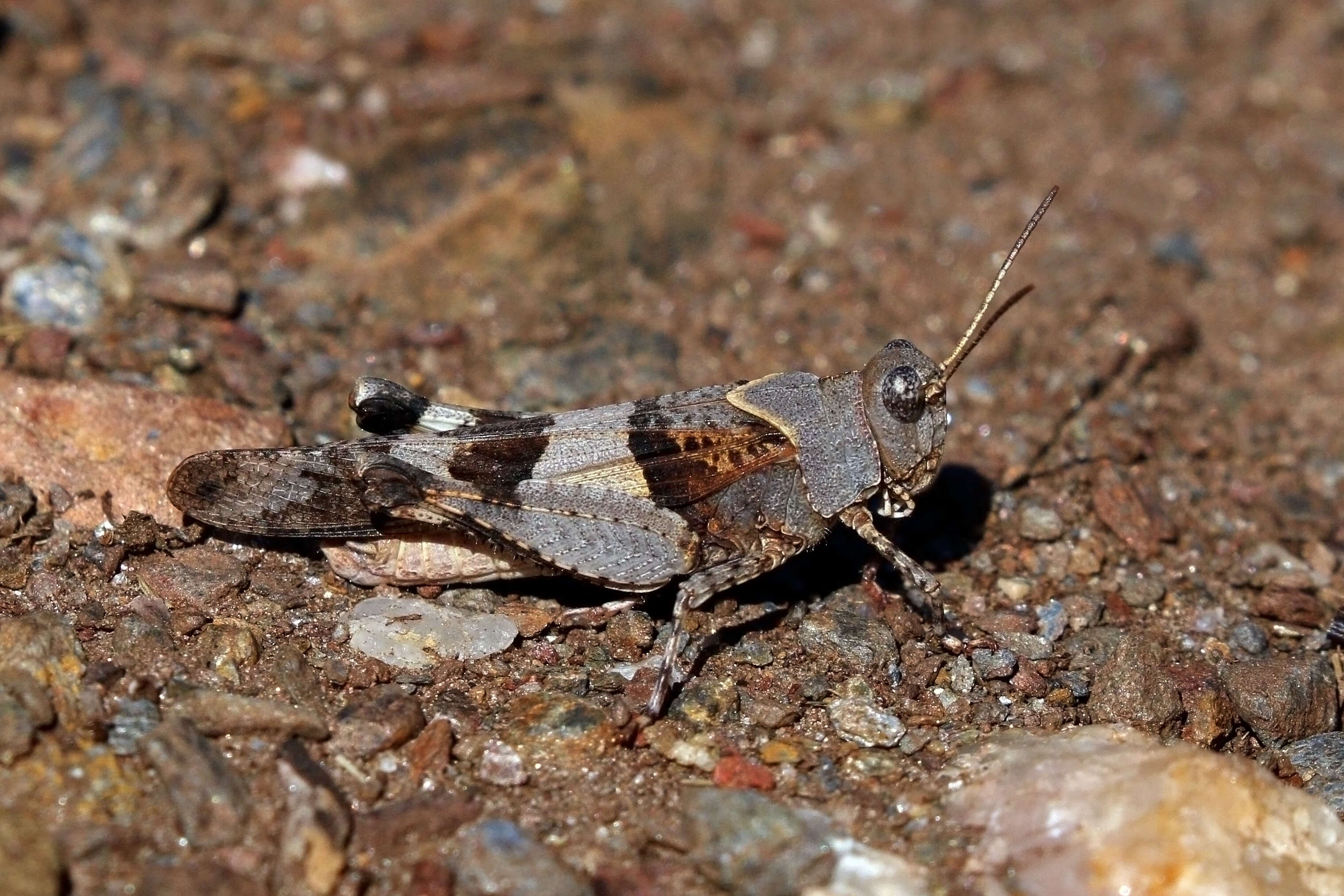 Image of blue-winged grasshopper