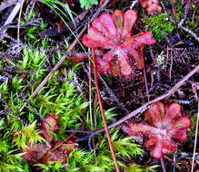 Imagem de Drosera aliciae R. Hamet