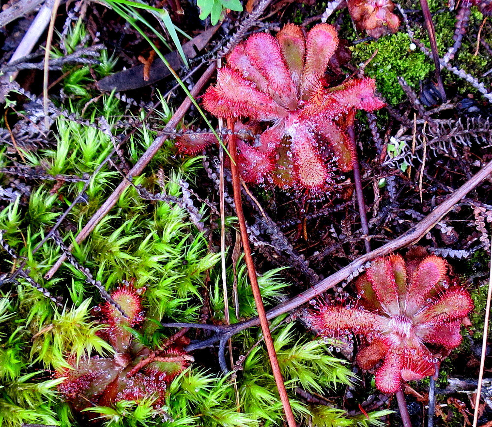 Imagem de Drosera aliciae R. Hamet