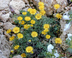 Sivun Erigeron chrysopsidis A. Gray kuva