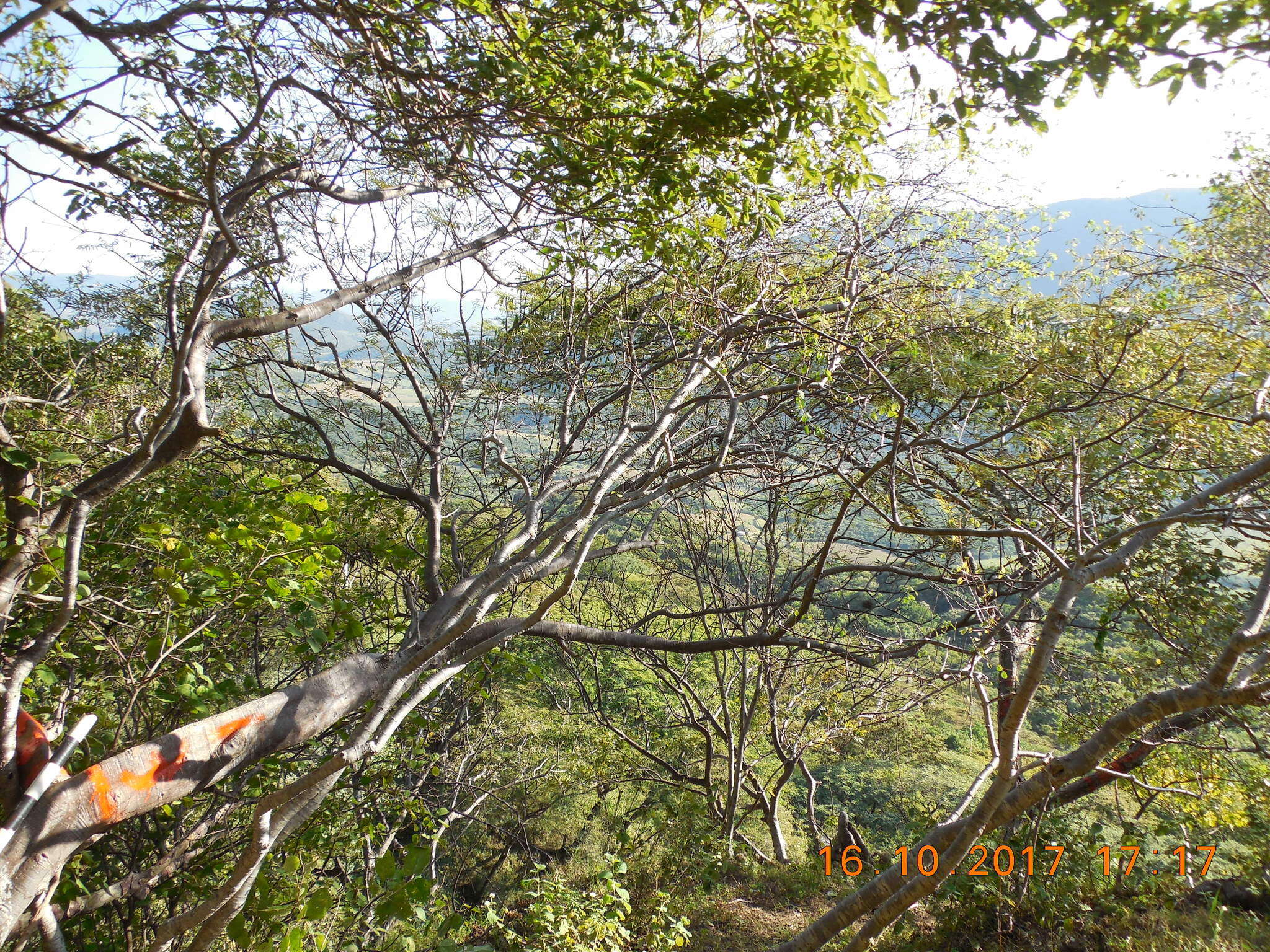 Image of Bursera bicolor (Willd. ex Schltdl.) Engl.