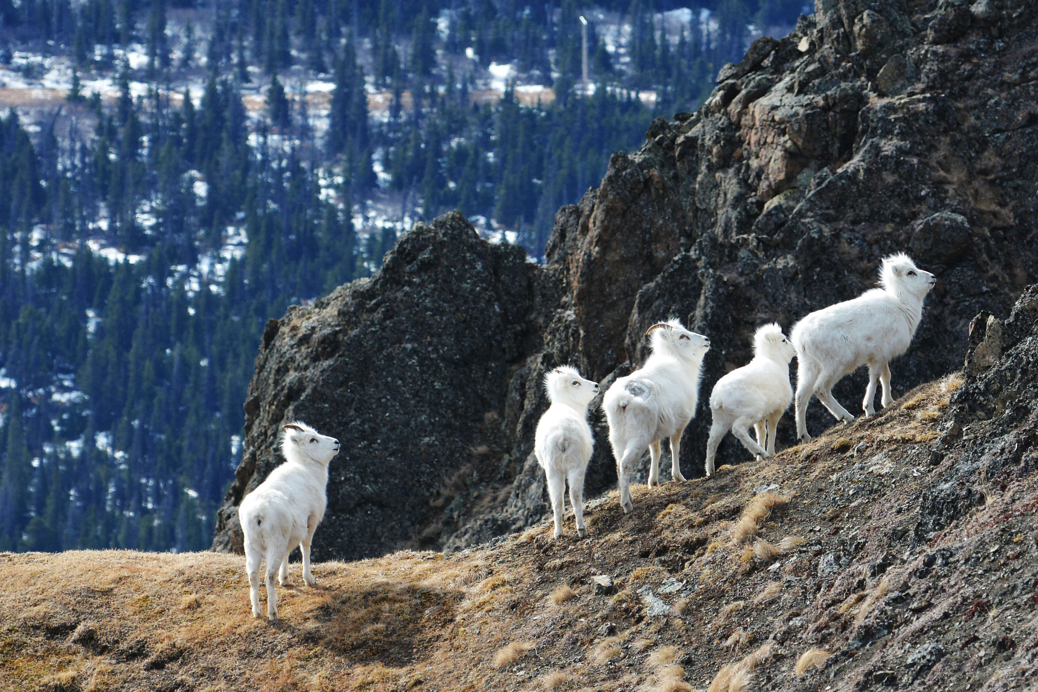 Image of Dall’s Sheep