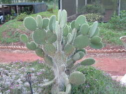 Plancia ëd Opuntia leucotricha DC.