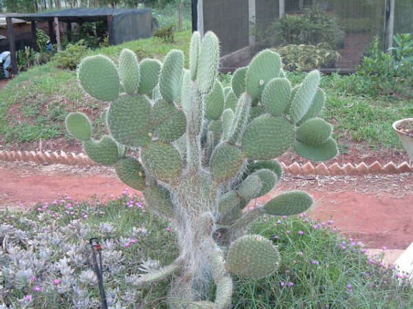 Plancia ëd Opuntia leucotricha DC.