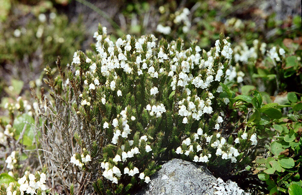 Imagem de Cassiope ericoides (Pall.) D. Don