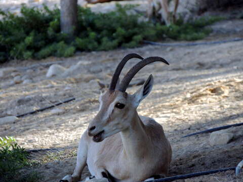 Image of Nubian Ibex