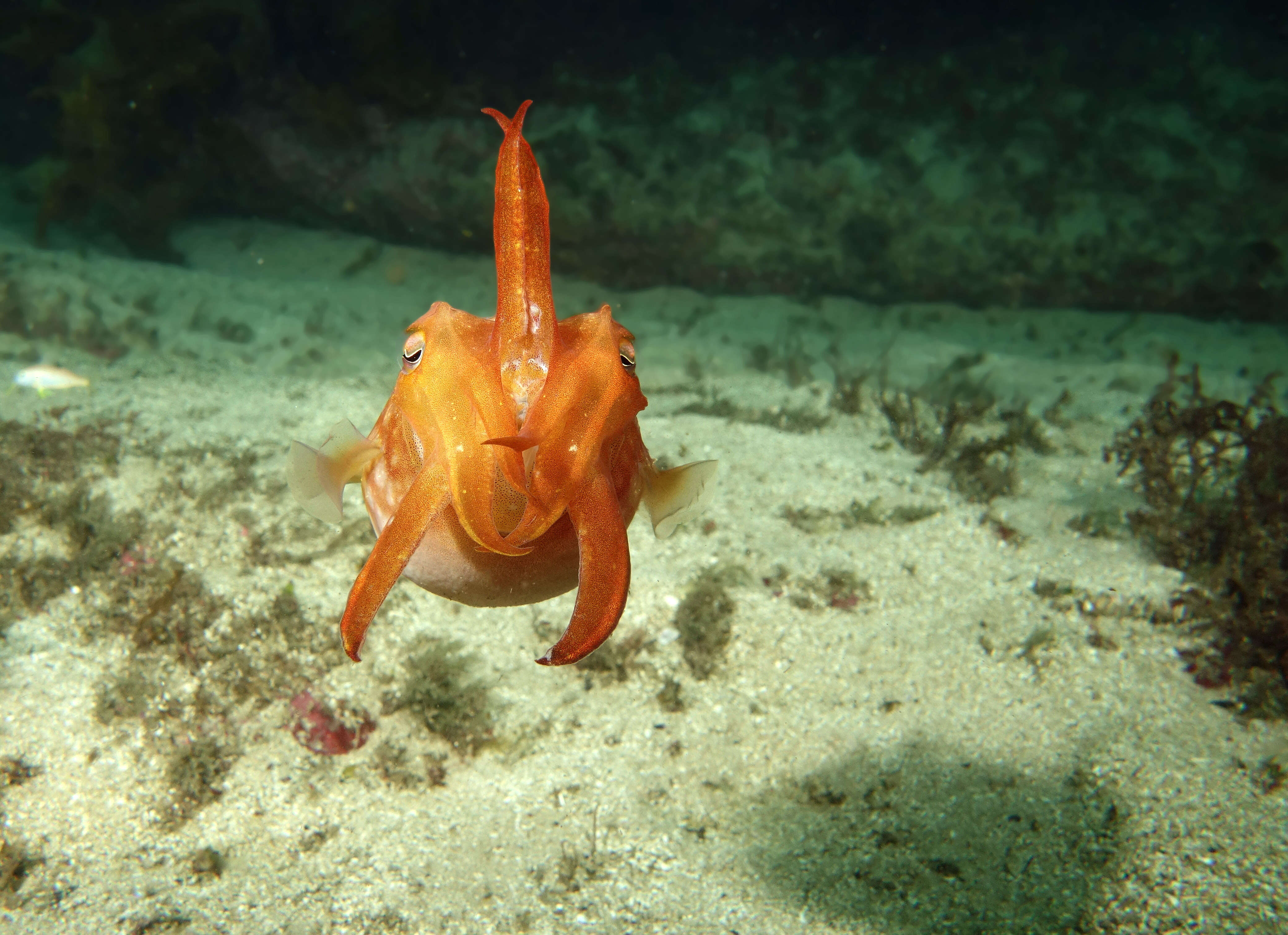 Image of Reaper cuttlefish