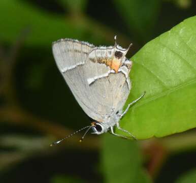 Image of Martial Scrub-Hairstreak