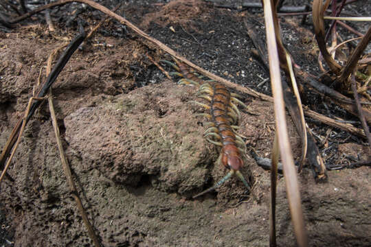 Image of Giant centipede