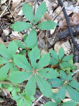 Image of sevenleaf creeper