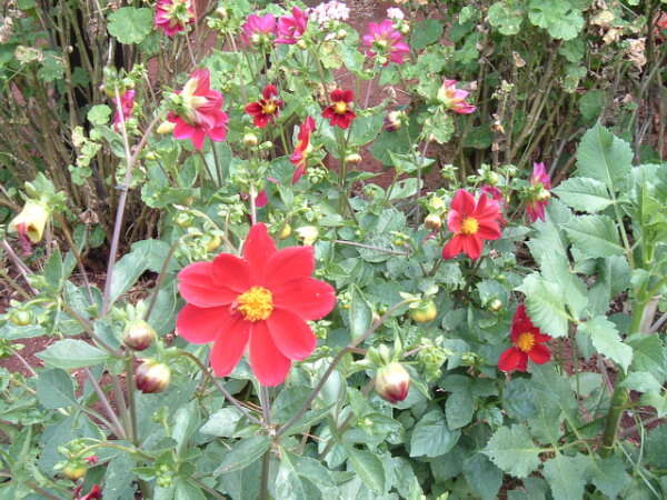 Imagem de Dahlia pinnata Cav.