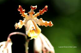 Image of Myrmecophila christinae Carnevali & Gómez-Juárez