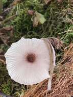 Image of Leucocoprinus ianthinus (Sacc.) P. Mohr 1994