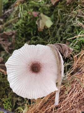 Image of Leucocoprinus ianthinus (Sacc.) P. Mohr 1994