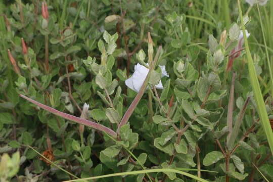 Image of plateau rocktrumpet